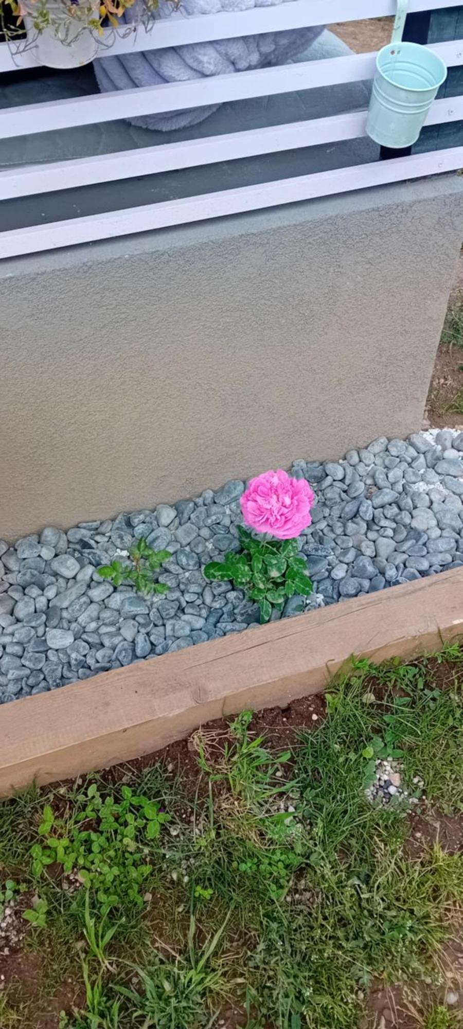 Rose Room 40M2 With Terrace 25M2 In Greeny Area For 4 Person Ljubljana Eksteriør billede